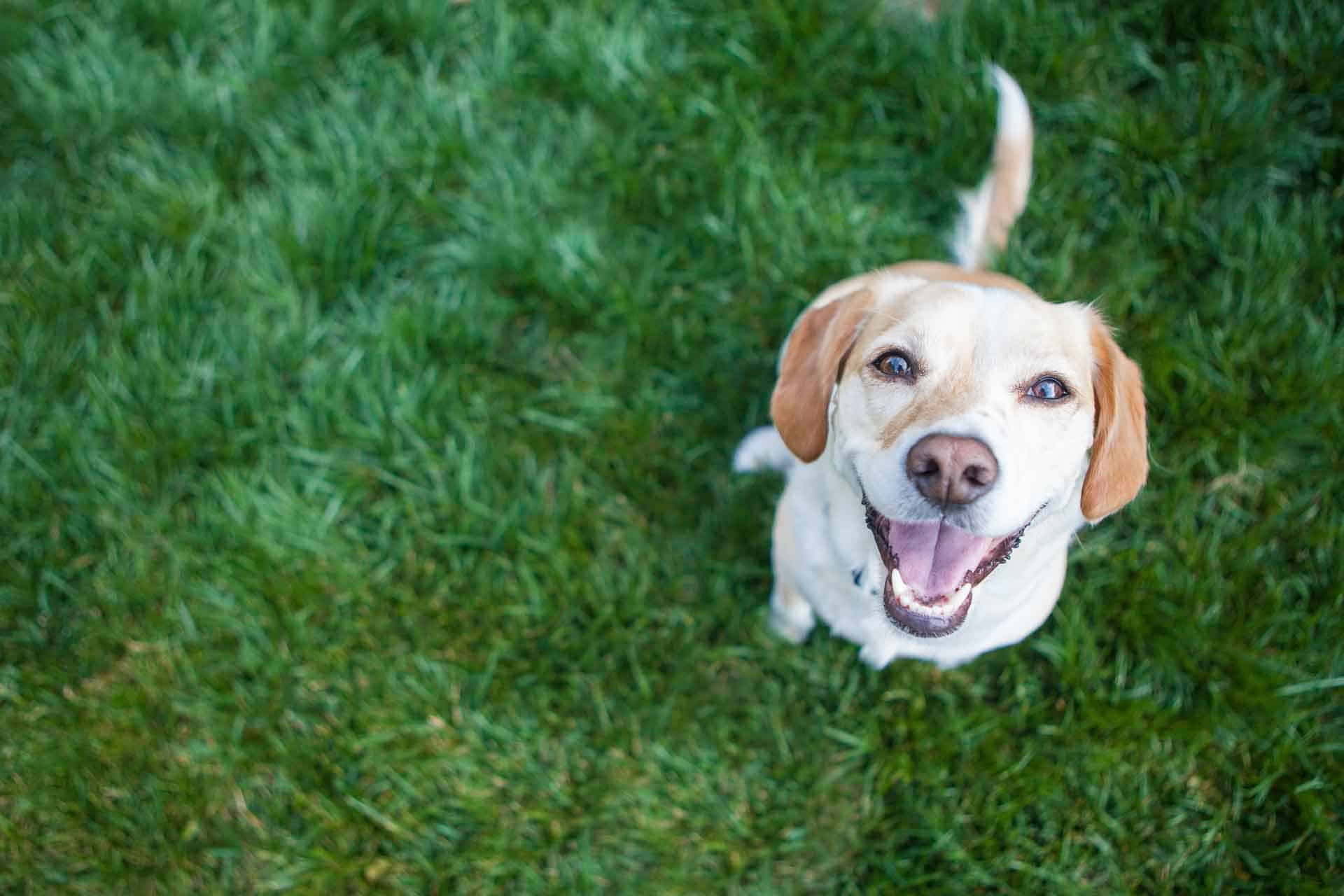 Hond die buiten speelt lacht