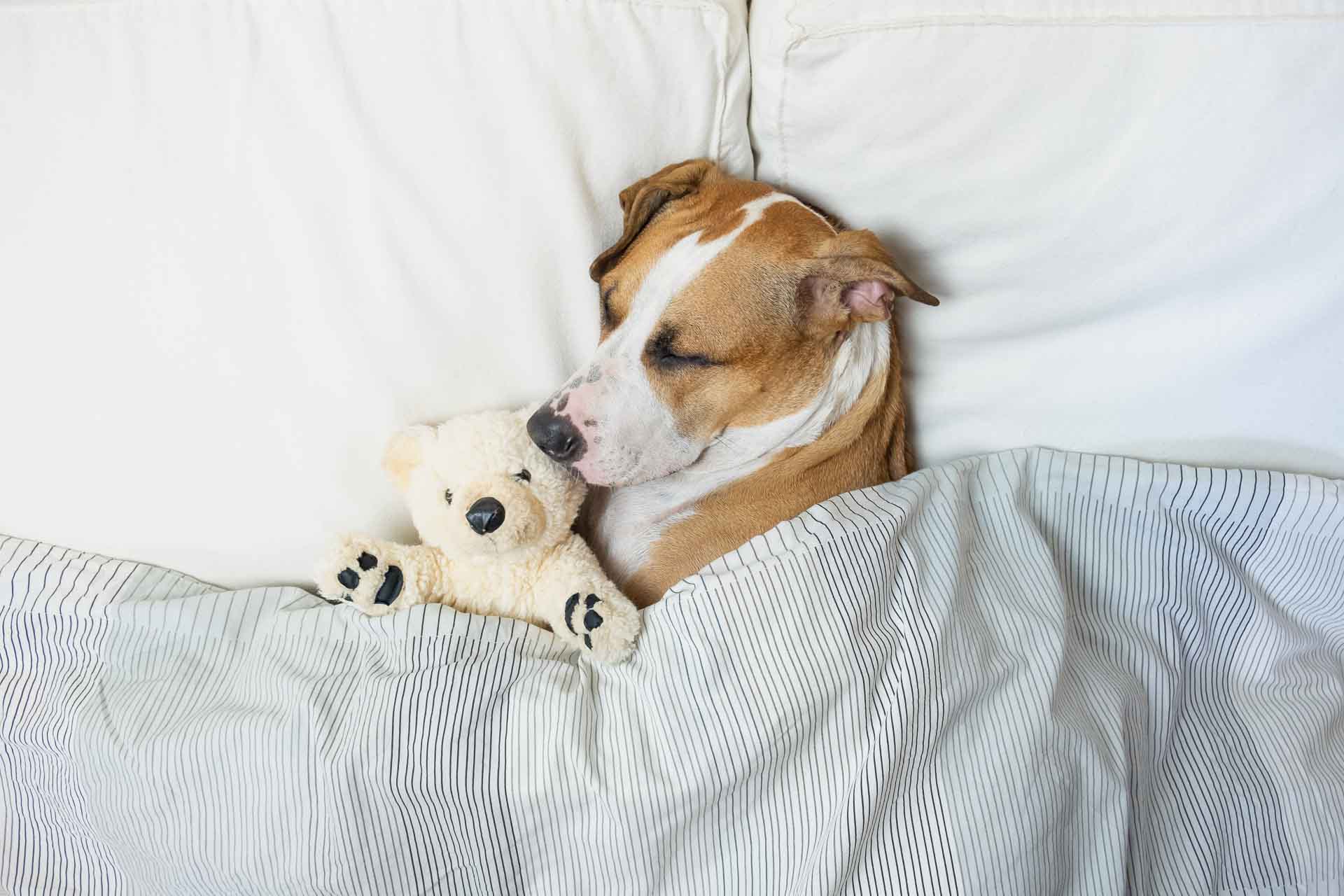 Niedlicher Hund, der mit einem Plüschbären im Bett schläft