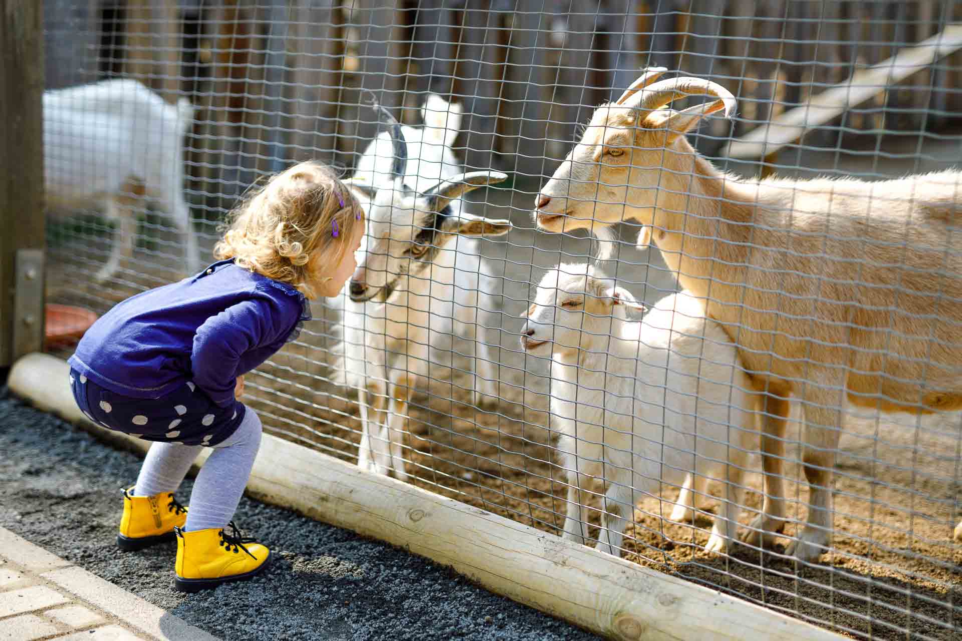 Adorable,Cute,Toddler,Girl,Feeding,Little,Goats,And,Sheeps,On