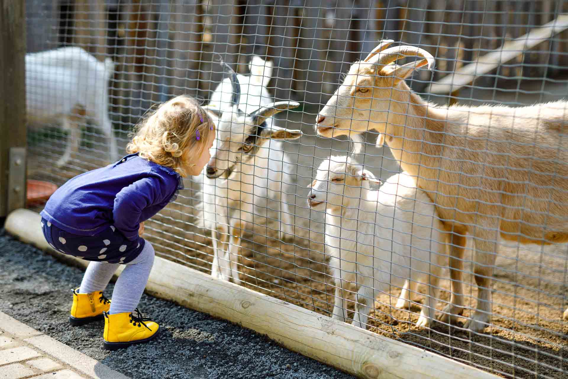 Aanbiddelijk, Leuk, Peuter, Meisje, Het Voeden, Weinig, Geiten, En, Schapen, Op