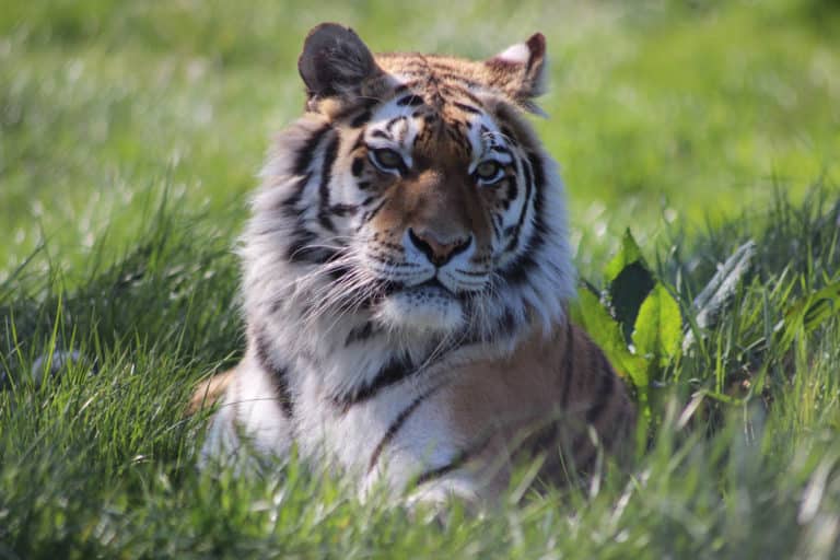 Tijger liggend in het gras in Knowsley Park