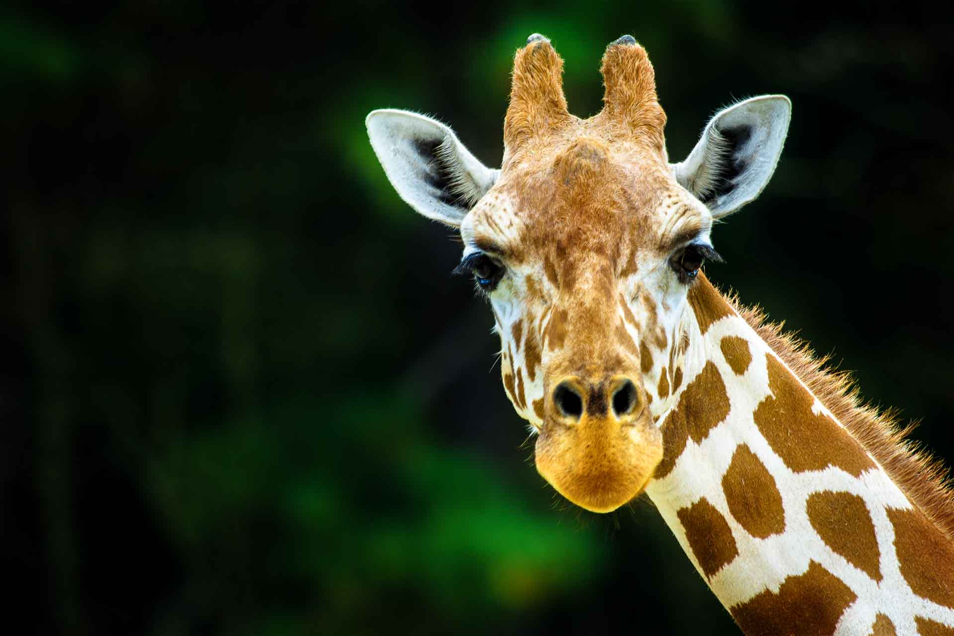 Giraffe looking directly at camera