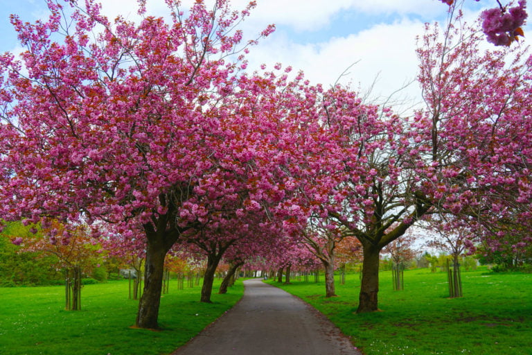 Jardins botaniques de Wavertree à Liverpool