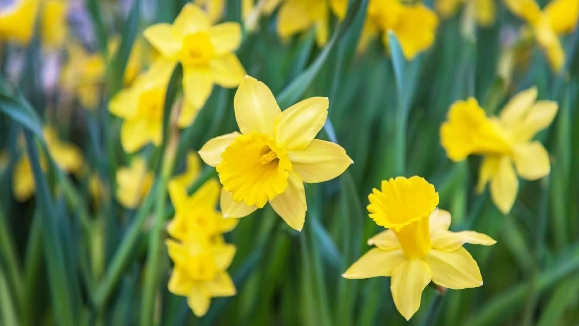 Amazing Yellow Daffodils flower field in the morning sunlight.